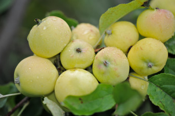 Картинка природа плоды яблоки