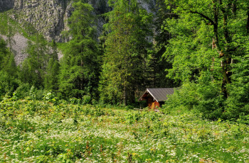 Картинка природа лес деревья домик пейзаж трава