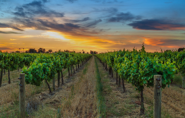 Обои картинки фото природа, поля, поле, виноградник