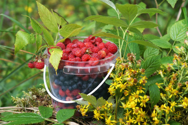 Обои картинки фото еда, фрукты,  ягоды, малина, черника