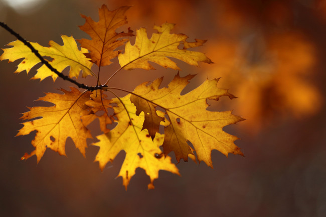 Обои картинки фото природа, листья, ветка, дубовые, осенние