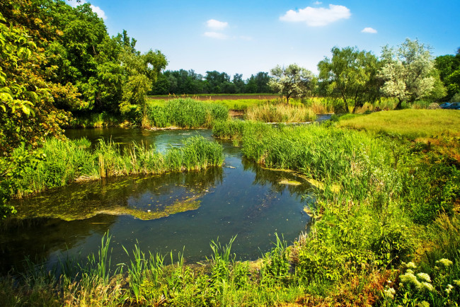 Обои картинки фото природа, реки, озера, трава, лето, река, деревья