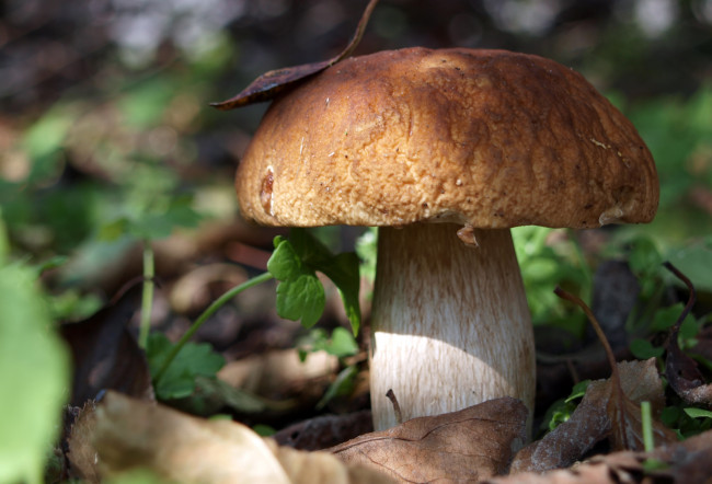 Обои картинки фото природа, грибы, шляпка