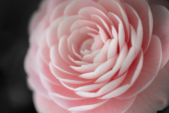 Картинка цветы камелии цветок лепестки макро