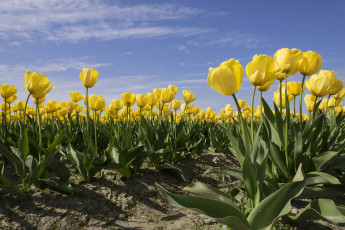 Картинка цветы тюльпаны плантация