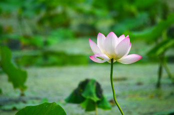 Картинка цветы лотосы листья лепестки