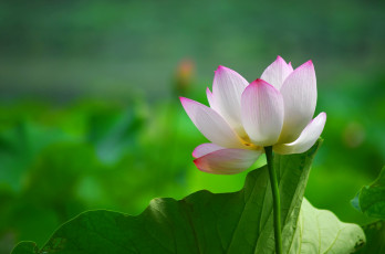 Картинка цветы лотосы листья лепестки