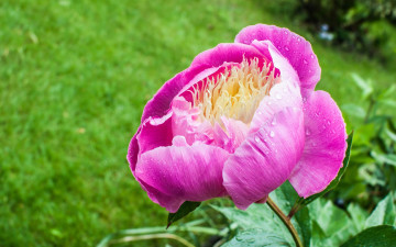 Картинка цветы пионы макро розовый пион лепестки бутон капли