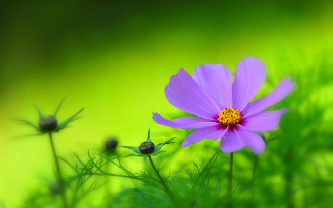 Обои картинки фото цветы, космея, сад, лепестки, луг