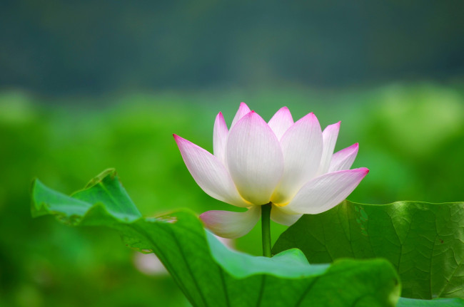 Обои картинки фото цветы, лотосы, листья, лепестки