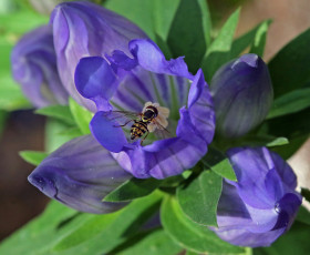 Картинка цветы колокольчики