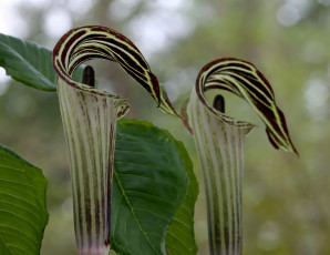 Картинка цветы орхидеи кувшинчики