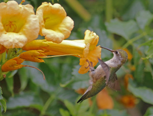 Картинка животные колибри птичка