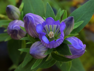 Картинка цветы колокольчики