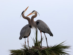 Картинка животные цапли +выпи