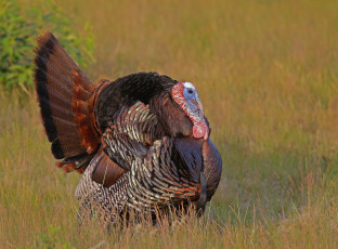 Картинка животные индюки птичка