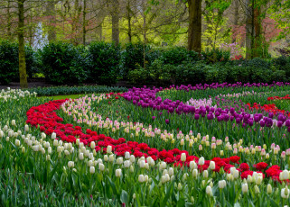 Картинка цветы тюльпаны много лепестки цветение разноцветные