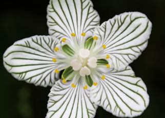 Картинка цветы белый