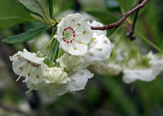 Картинка цветы цветущие+деревья+ +кустарники белые