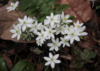 обоя цветы, ветреницы,  печёночницы, белые