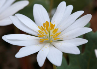 обоя цветы, ветреницы,  печёночницы, белый