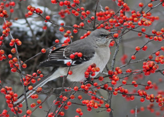 Картинка животные птицы птица ягоды