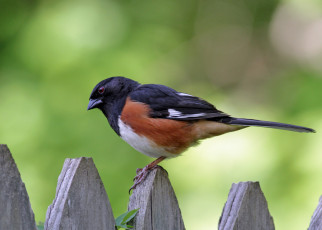 Картинка животные птицы птичка