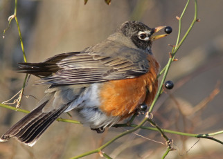 Картинка животные птицы птичка