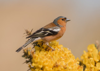 обоя животные, щеглы,  чижи, птичка