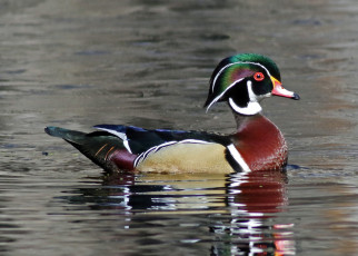 Картинка животные утки утка