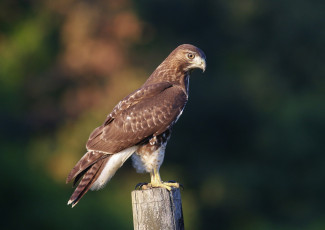 Картинка животные птицы+-+хищники птичка