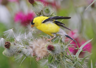 Картинка животные птицы птичка