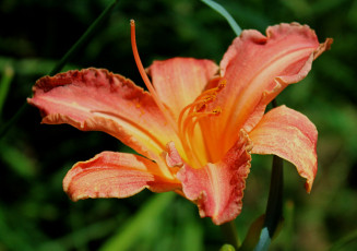 Картинка цветы лилии +лилейники макро растения флора лилейник