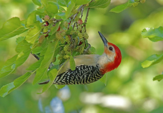 Картинка животные дятлы птичка