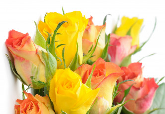 Картинка цветы розы белый фон желтый цвет