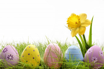 Картинка праздничные пасха яйцо нарцисс белый фон трава