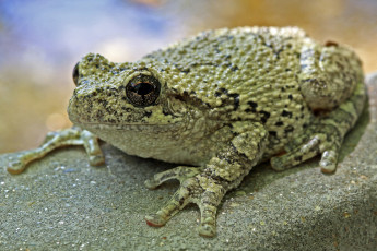 Картинка животные лягушки жаба