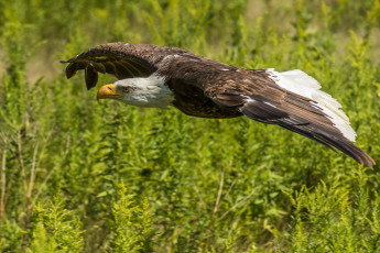 Картинка животные птицы+-+хищники птичка