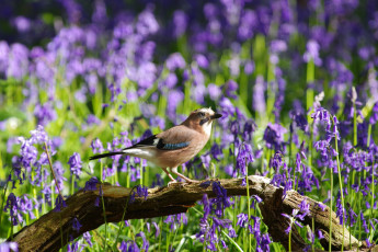 Картинка животные птицы птица перья окрас