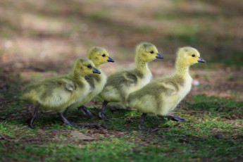 Картинка животные утки фон малыши дети