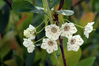 Картинка цветы цветущие+деревья+ +кустарники белые