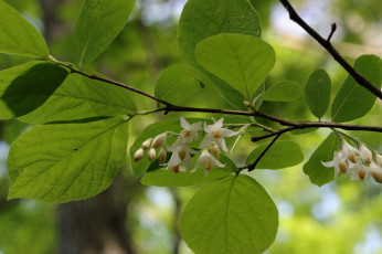 Картинка цветы цветущие+деревья+ +кустарники ветка