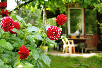 Картинка цветы георгины дача