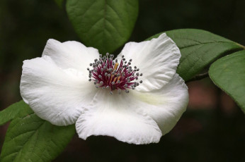 Картинка цветы клематис+ ломонос клематис