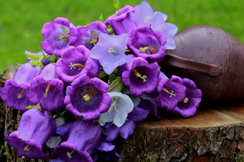 Картинка цветы колокольчики лето полевые натюрморт