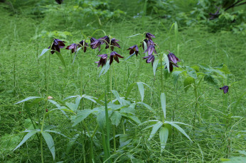 Картинка цветы луговые+ полевые +цветы луг