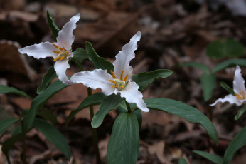 обоя цветы, триллиумы, белые