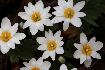 обоя цветы, ветреницы,  печёночницы, белые