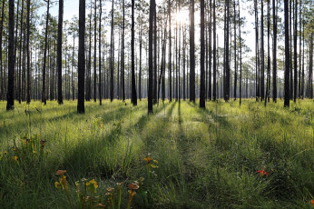 Картинка природа лес