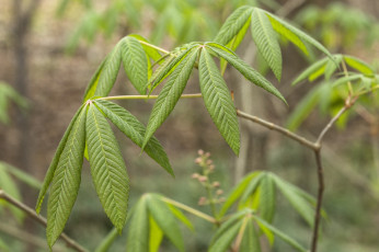 Картинка природа листья